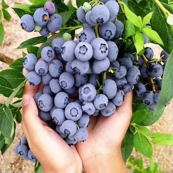 4 Types Of Fresh Fruit Seeds, One Will Be Sent Randomly. No One Knows What Will Happen. It's Suitable For Gifts On Independence Day, Halloween, And Christmas - Personalized Labels