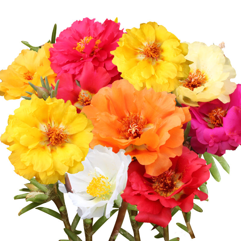 Double-petal SUNFLOWER Colorful Grow Up Easily Indoor And Outdoor Potted Seeds