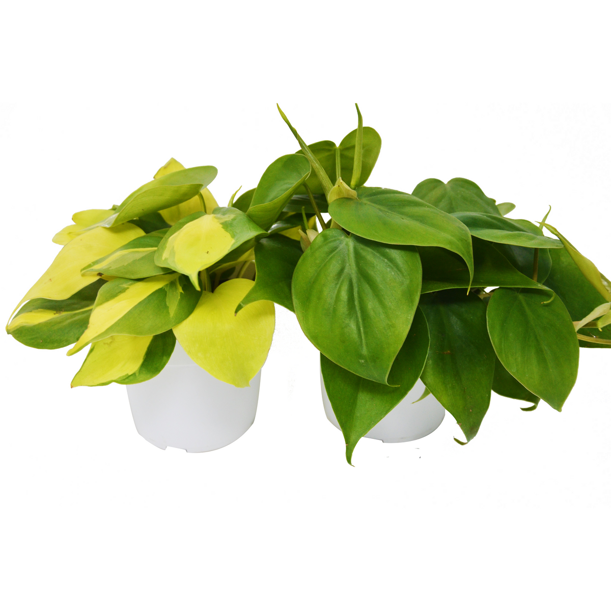 2 Philodendron Variety Pack - 4" Pots