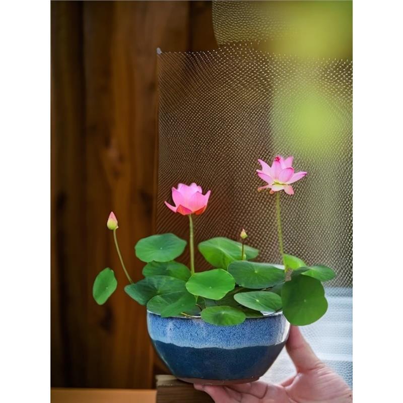 Everblooming Mixed Color Bowl Lotus Hydroponic Plant Sleeping Lotus Lotus Seeds