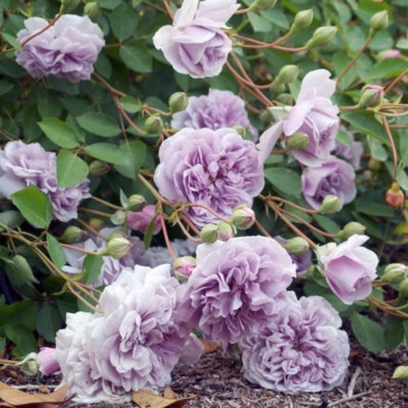 Climbing Wall Rose Seed Seeds Four Seasons Planting Outdoor Garden Flower Seeds