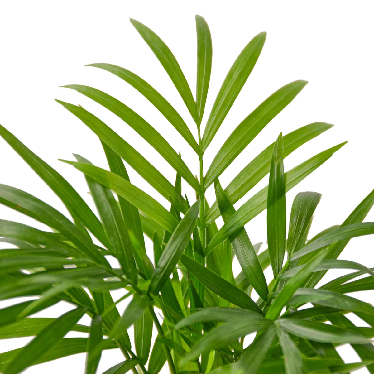 Rooted Parlor Parlor Palm – Rooted Treasures Farms