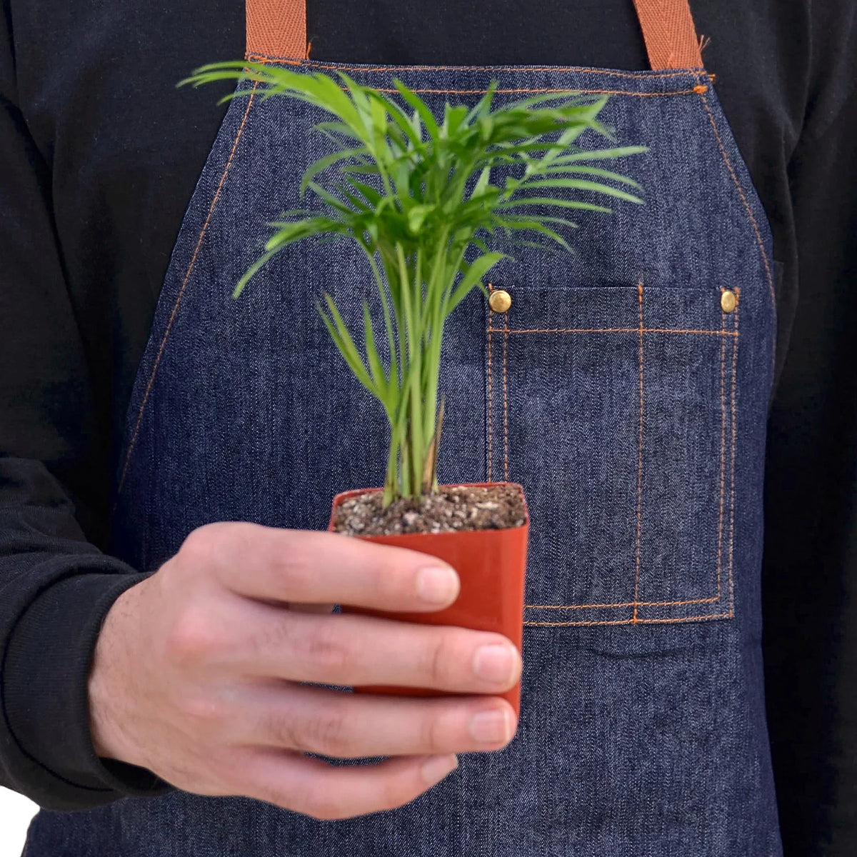 Rooted Parlor Parlor Palm – Rooted Treasures Farms