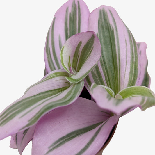Tradescantia 'Nanouk'