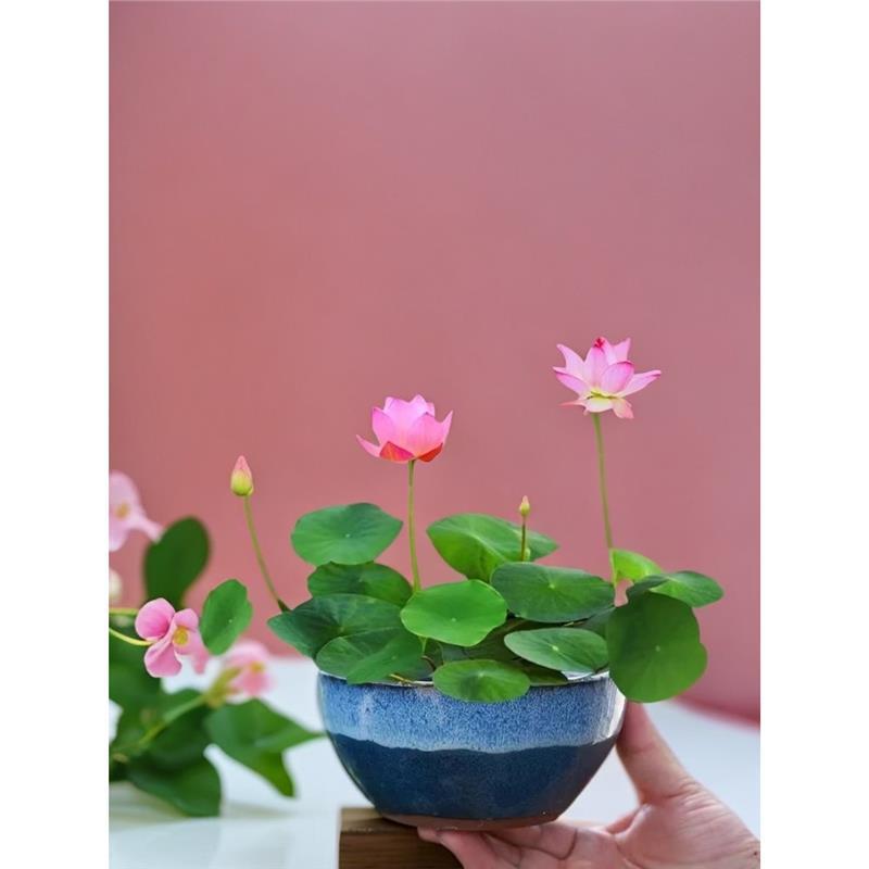 Everblooming Mixed Color Bowl Lotus Hydroponic Plant Sleeping Lotus Lotus Seeds