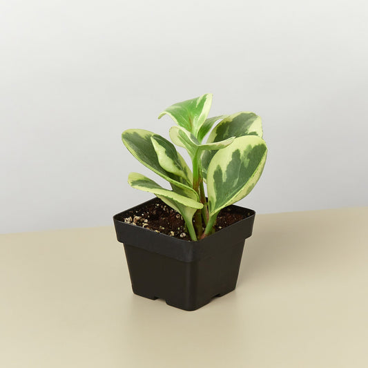 Peperomia 'Marble'