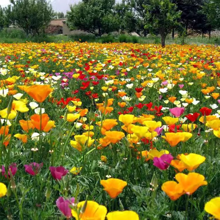 Baby's Breath, Sunflower, Cosmos, Daisy Four-season Seeds