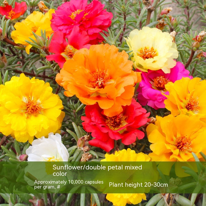 Double-petal SUNFLOWER Colorful Grow Up Easily Indoor And Outdoor Potted Seeds