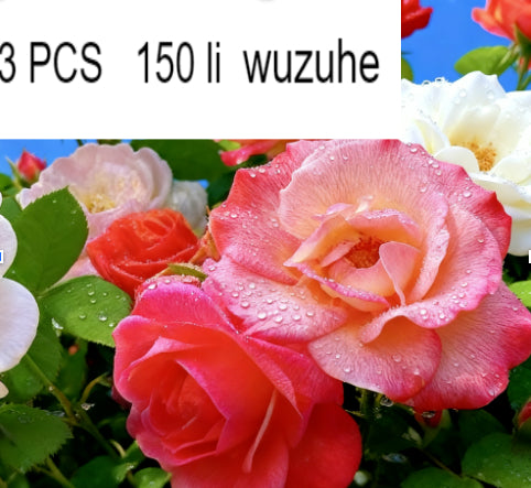 Rose Seeds
