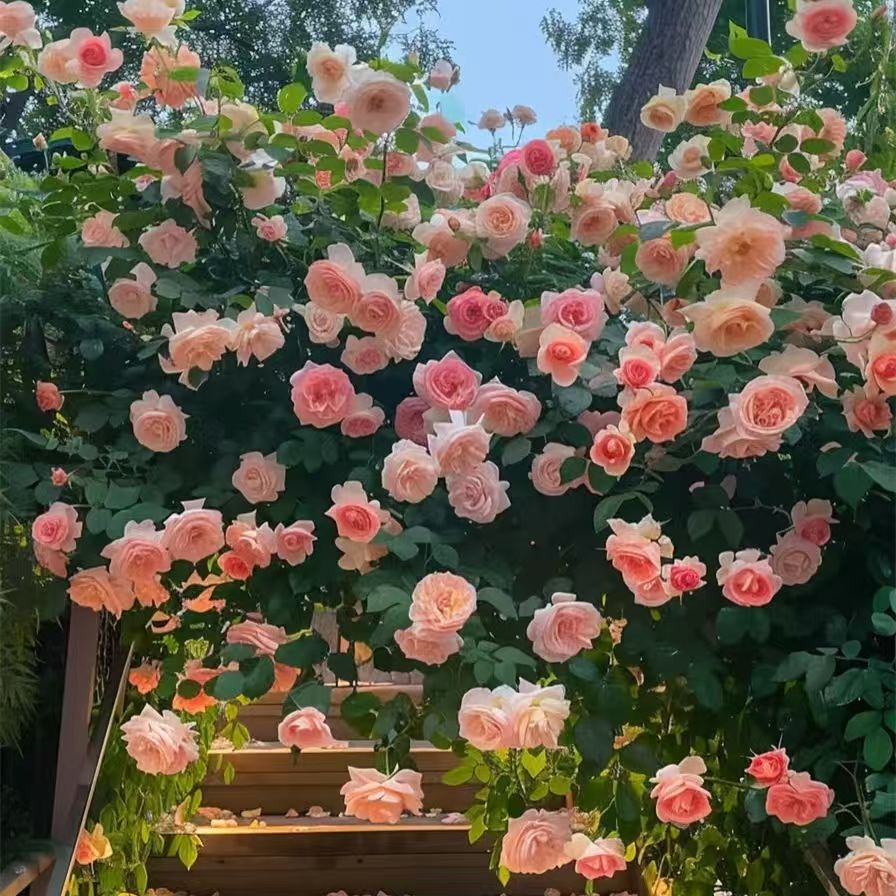 Seeds For Double-Flowered Climbing Roses With Large Flowers For All Seasons