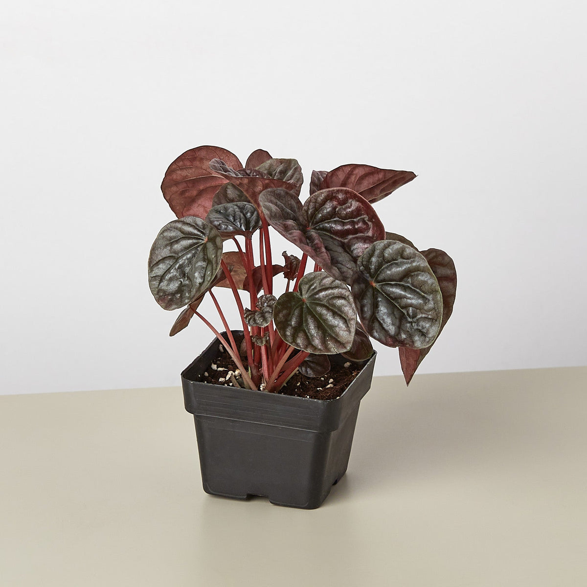 Peperomia 'Ripple Red'