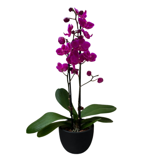 Orchid 'Purple Phalaenopsis'
