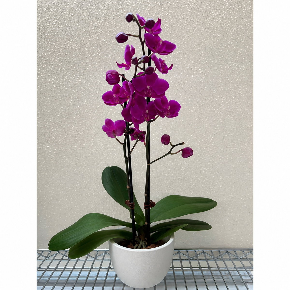 Orchid 'Purple Phalaenopsis'