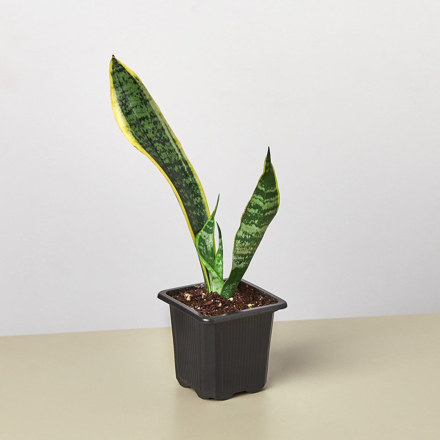 Potted snake plant on a beige surface with a white background