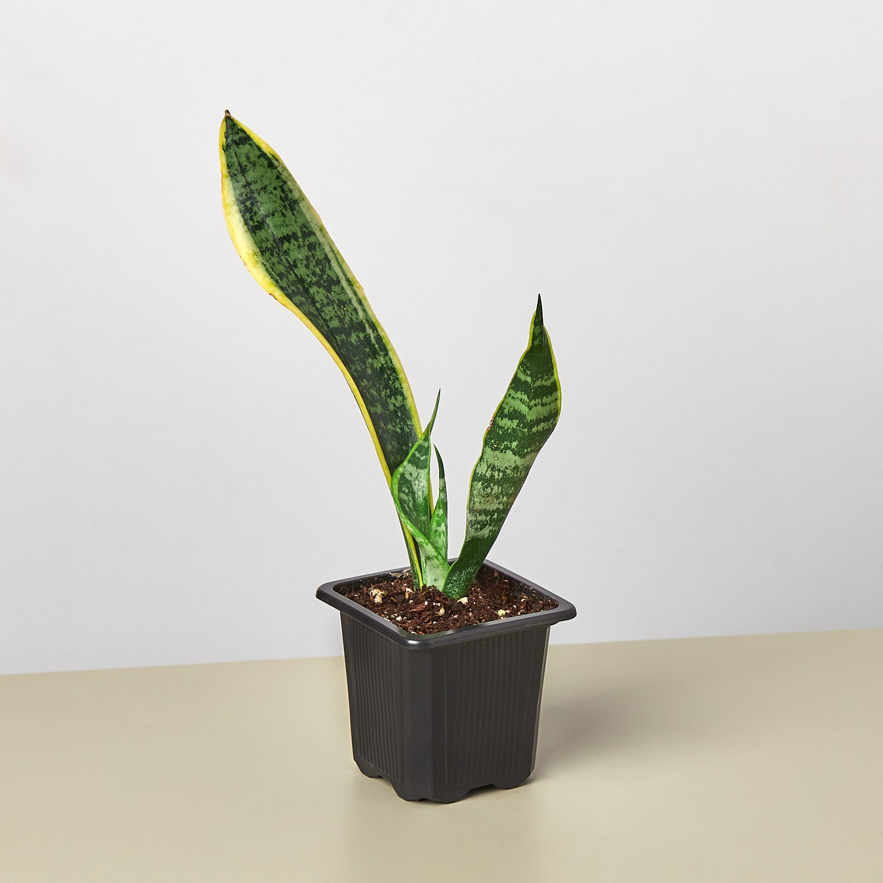 Potted snake plant on a beige surface with a white background
