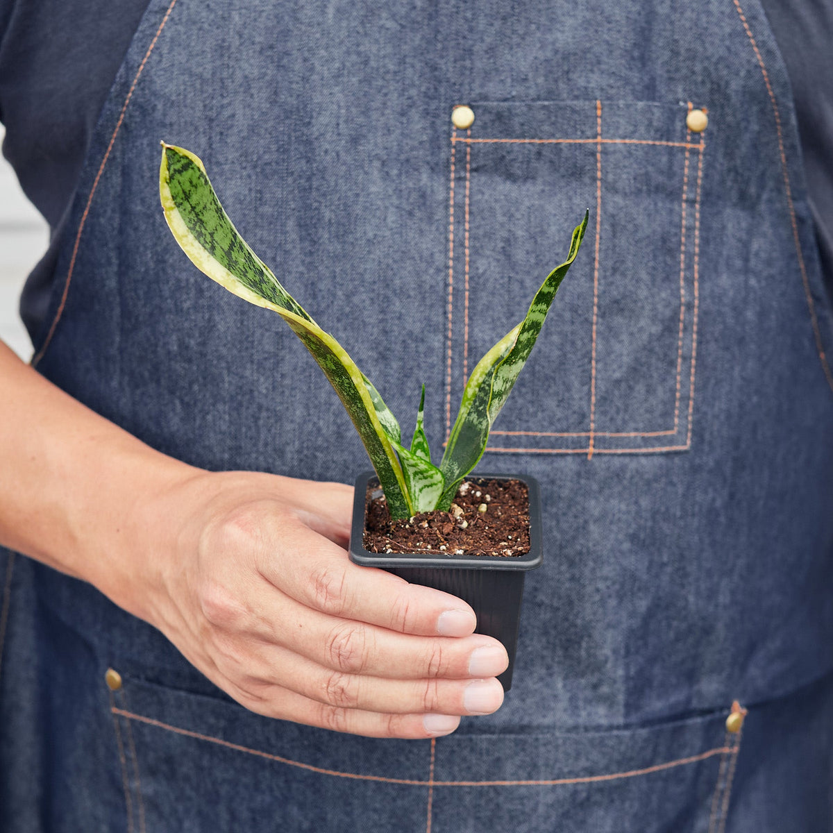 Person holding a small potted plant with a denim apron