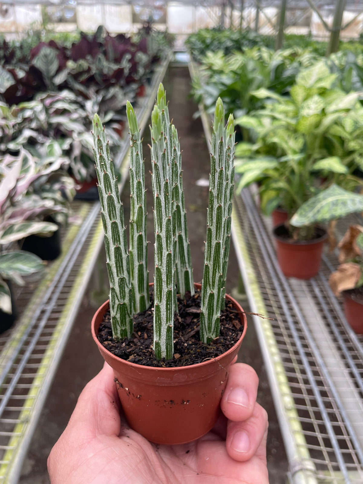 Succulent Senecio Stapeliiformis 'Pickle Plant'