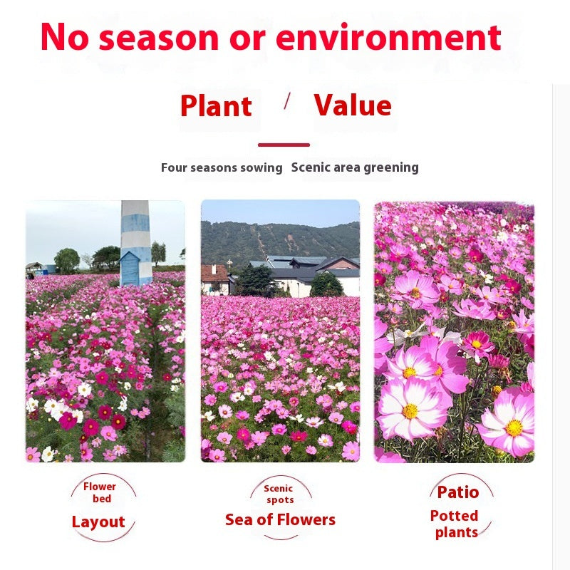 Flower Seeds Are Sown And Blooming In Four Seasons