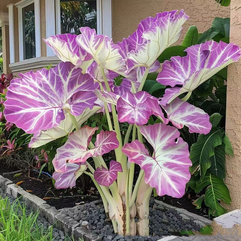 Four Season Potted Flowers Plant Seeds