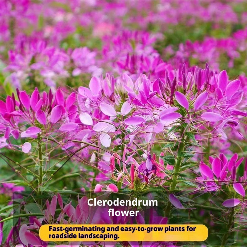 Baby's Breath, Sunflower, Cosmos, Daisy Four-season Seeds