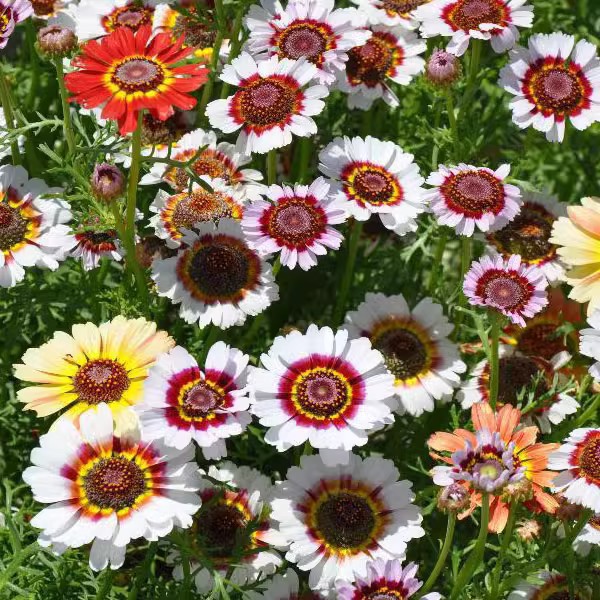Baby's Breath, Sunflower, Cosmos, Daisy Four-season Seeds