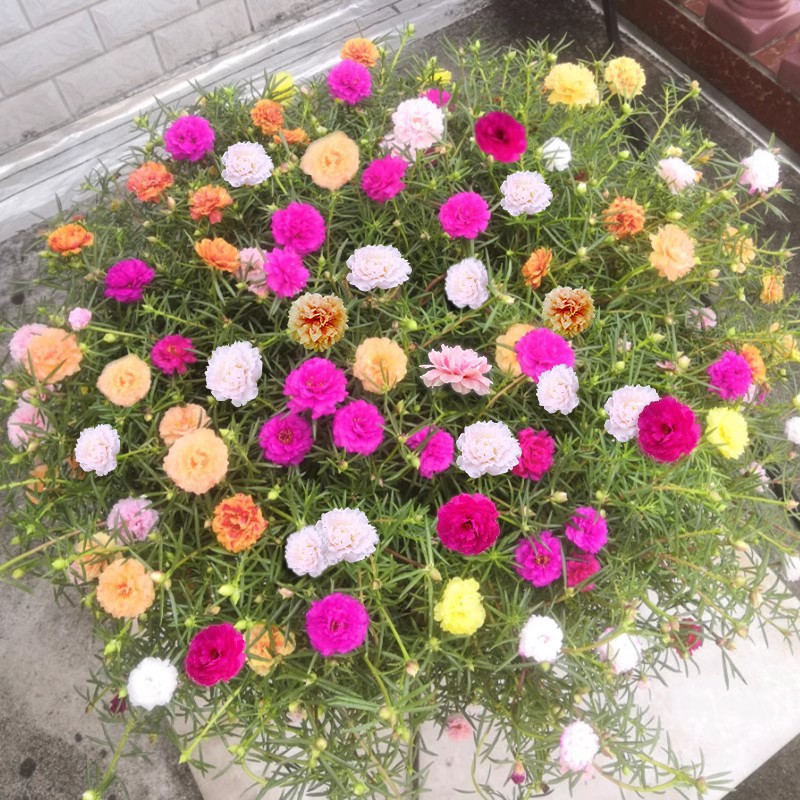 Baby's Breath, Sunflower, Cosmos, Daisy Four-season Seeds