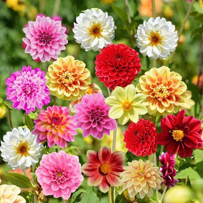 Baby's Breath, Sunflower, Cosmos, Daisy Four-season Seeds