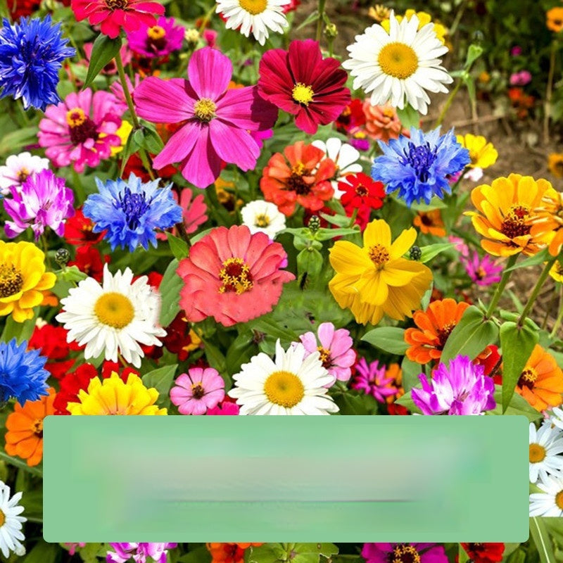 Flower Seeds Are Sown And Blooming In Four Seasons