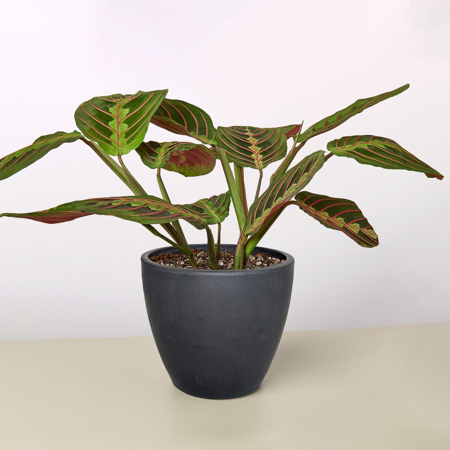 Maranta 'Red Prayer' Plant - Living Art with Stunning Red Veined Leaves