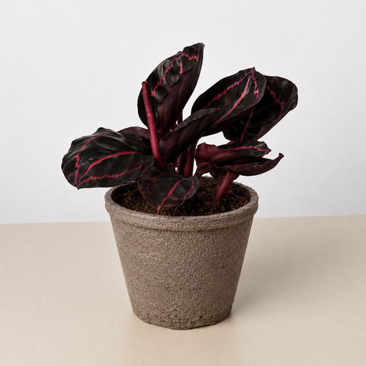 Calathea 'Dottie'