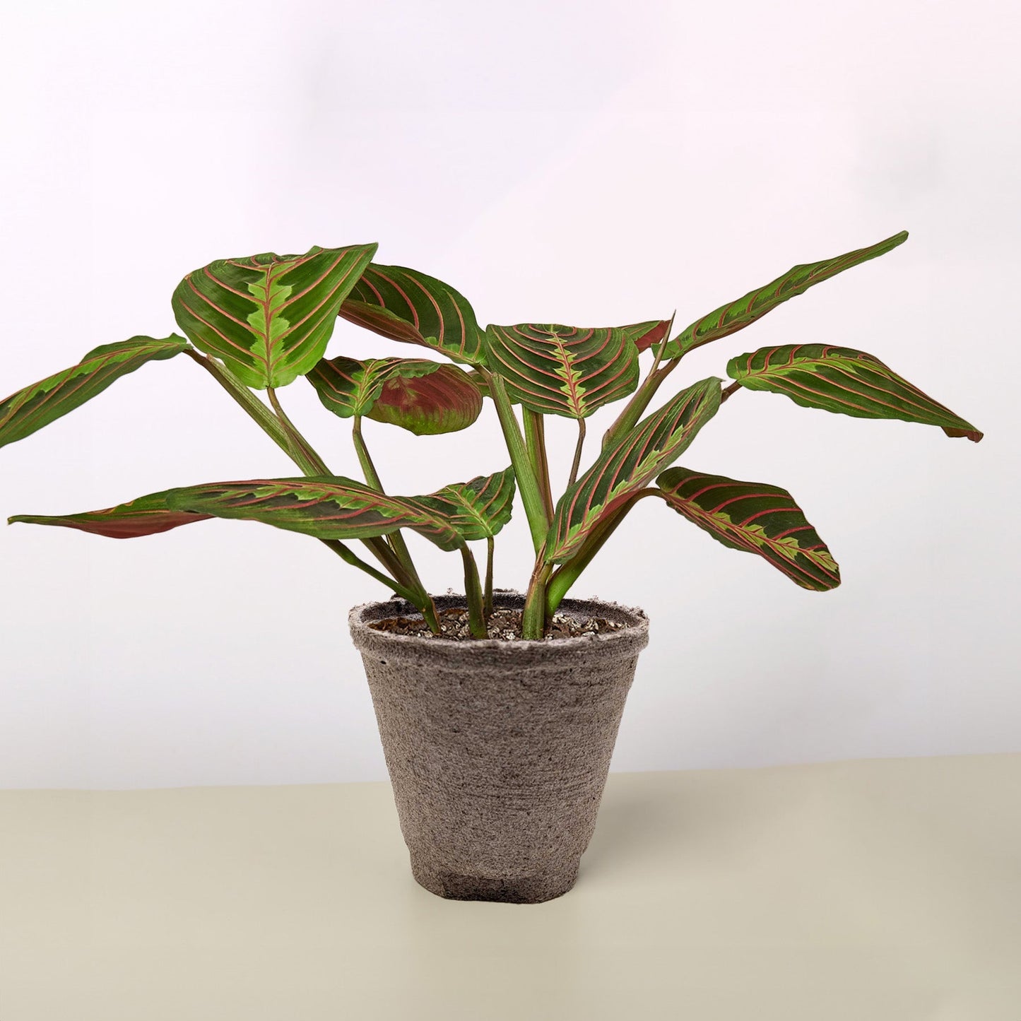 Maranta 'Red Prayer' Plant - Living Art with Stunning Red Veined Leaves