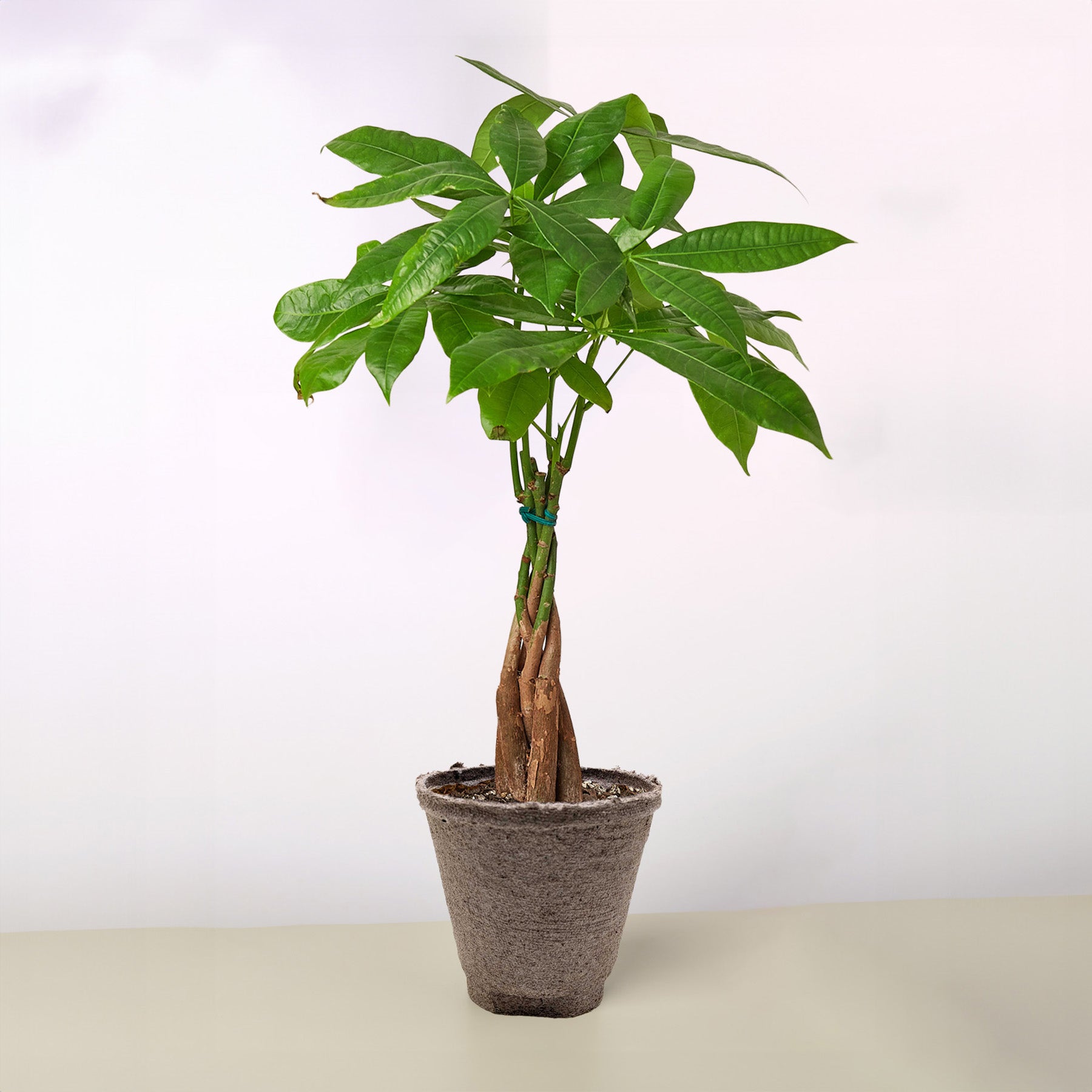 guttation money tree Money Tree Braided Pachira Aquatica