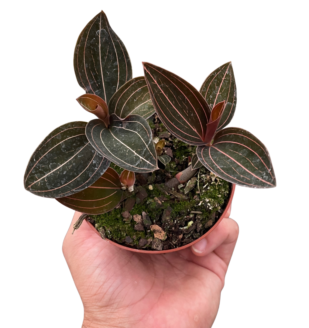 Ludisia Discolor