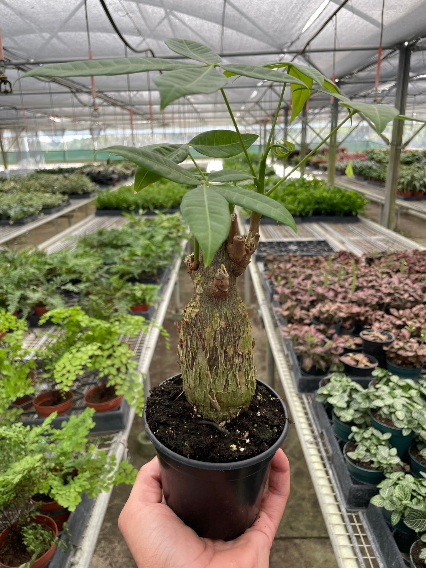 Potted plant held in a greenhouse with other plants in the background