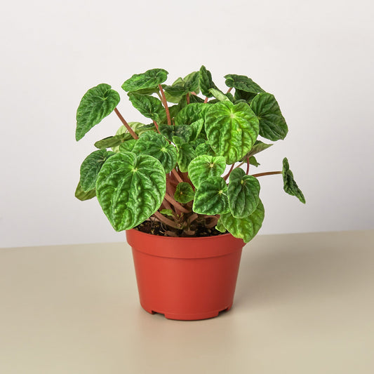 Peperomia 'Ripple'