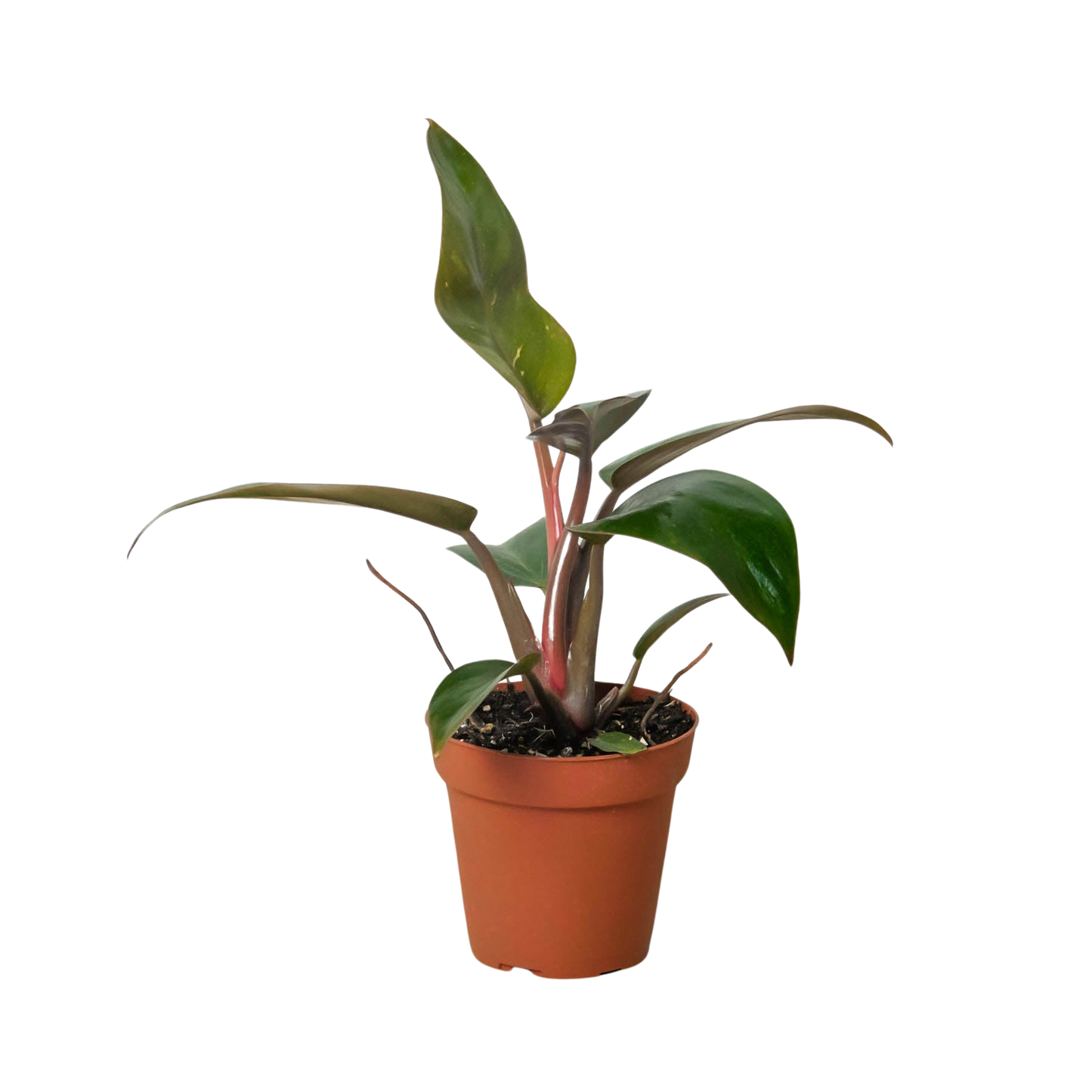 Philodendron 'Birkin' - 4" Pot - NURSERY POT ONLY