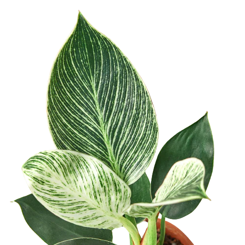 Philodendron 'Birkin' - 4" Pot - NURSERY POT ONLY