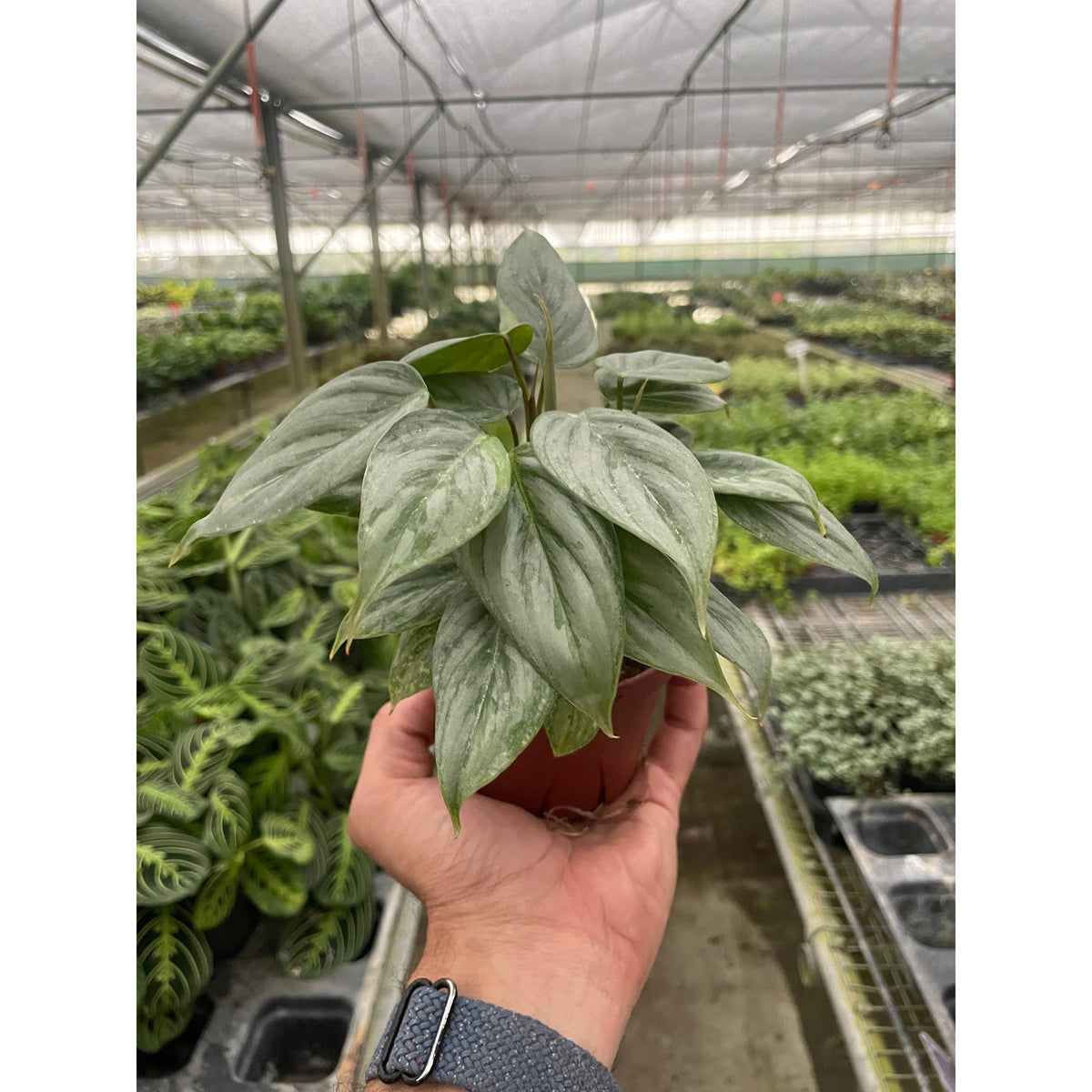 2 Philodendron Variety Pack - 4" Pots