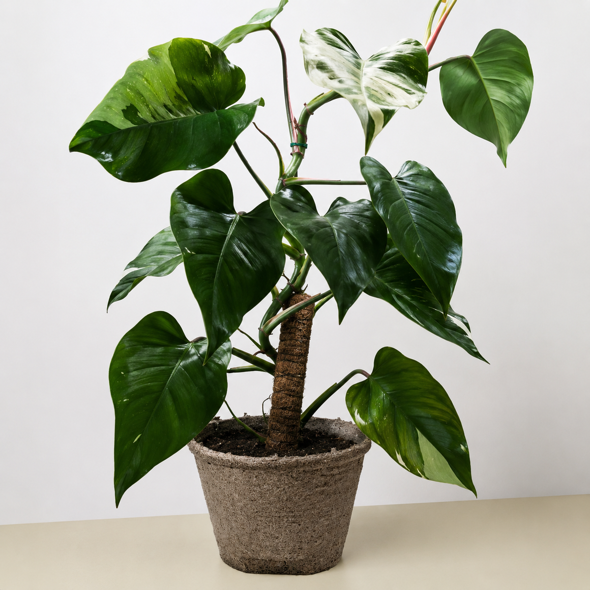 Philodendron 'White Princess'