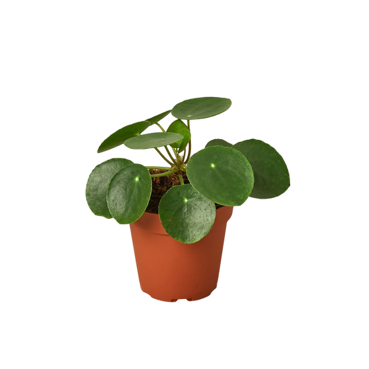 Pilea Peperomioides 'Chinese Money'