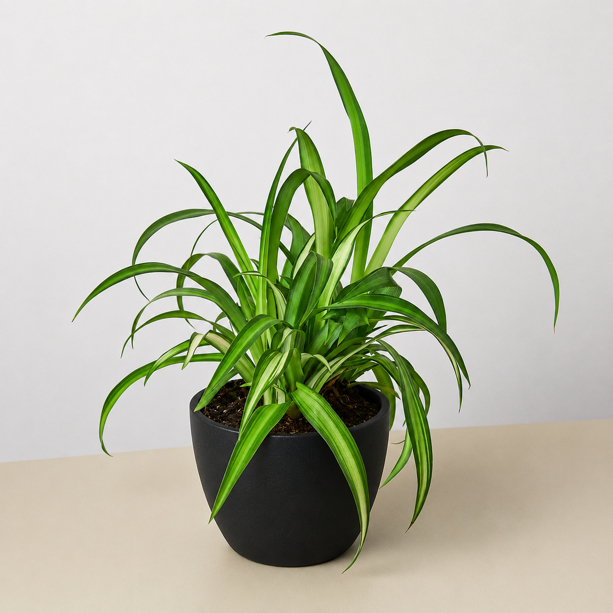 Spider Plant 'Hawaiian'