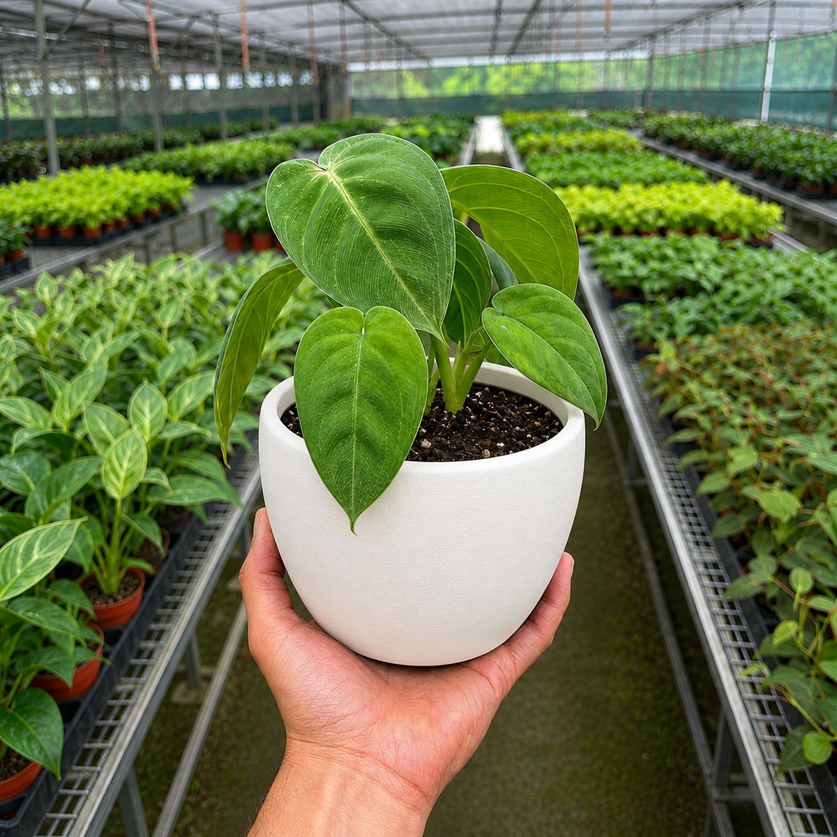 Syngonium 'Ice Frost'