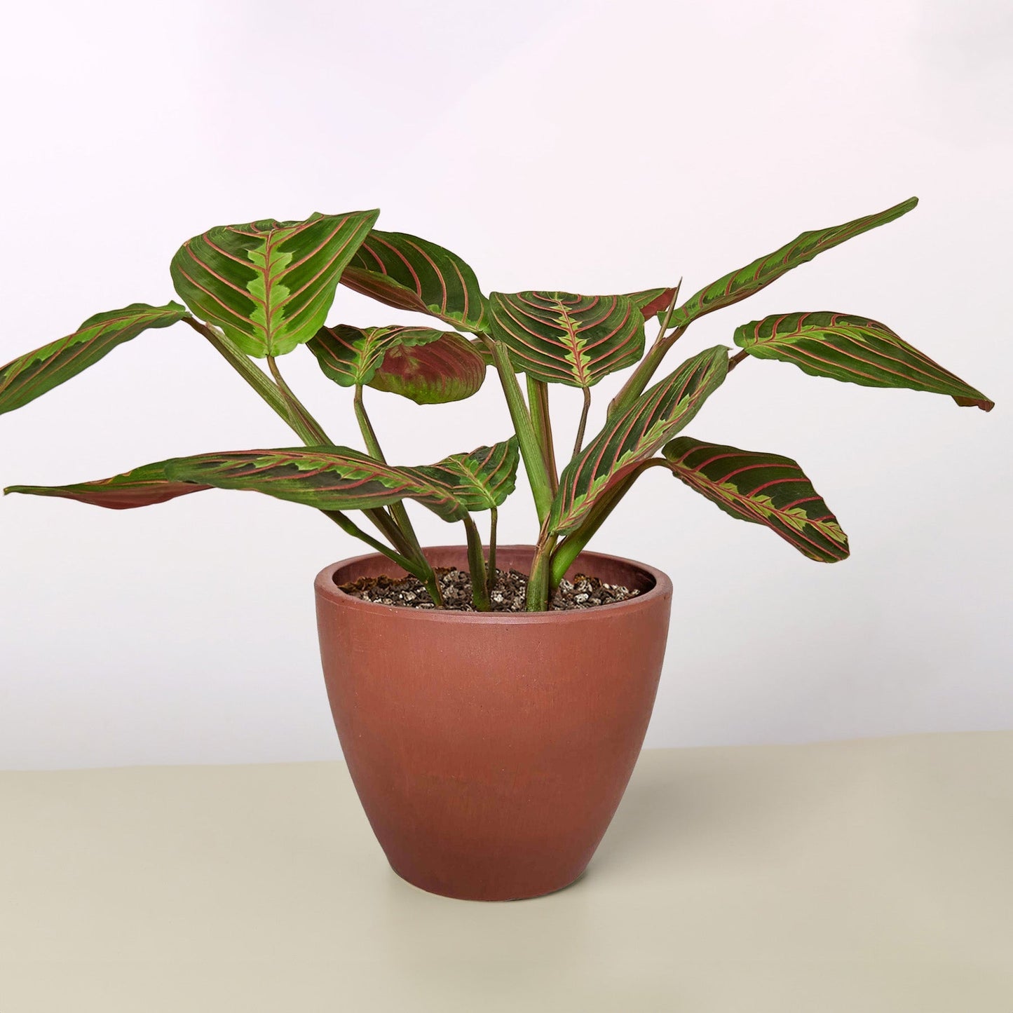 Maranta 'Red Prayer' Plant - Living Art with Stunning Red Veined Leaves