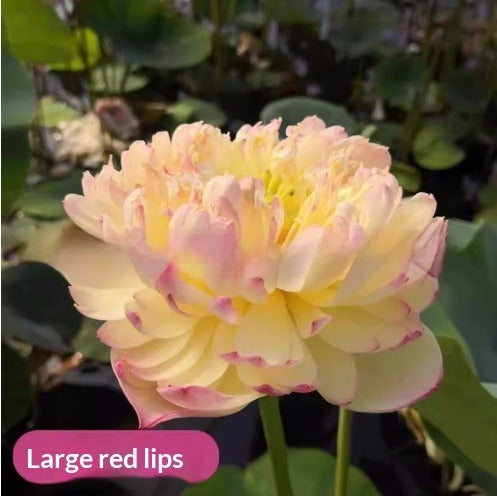 Four Seasons Blooming Hydroponic Water Lily Lotus Seeds
