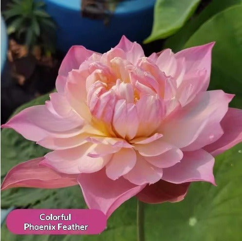 Four Seasons Blooming Hydroponic Water Lily Lotus Seeds