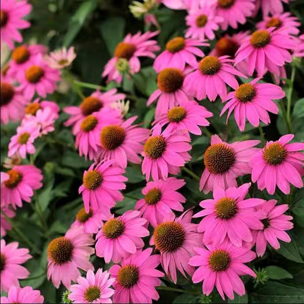 Baby's Breath, Sunflower, Cosmos, Daisy Four-season Seeds