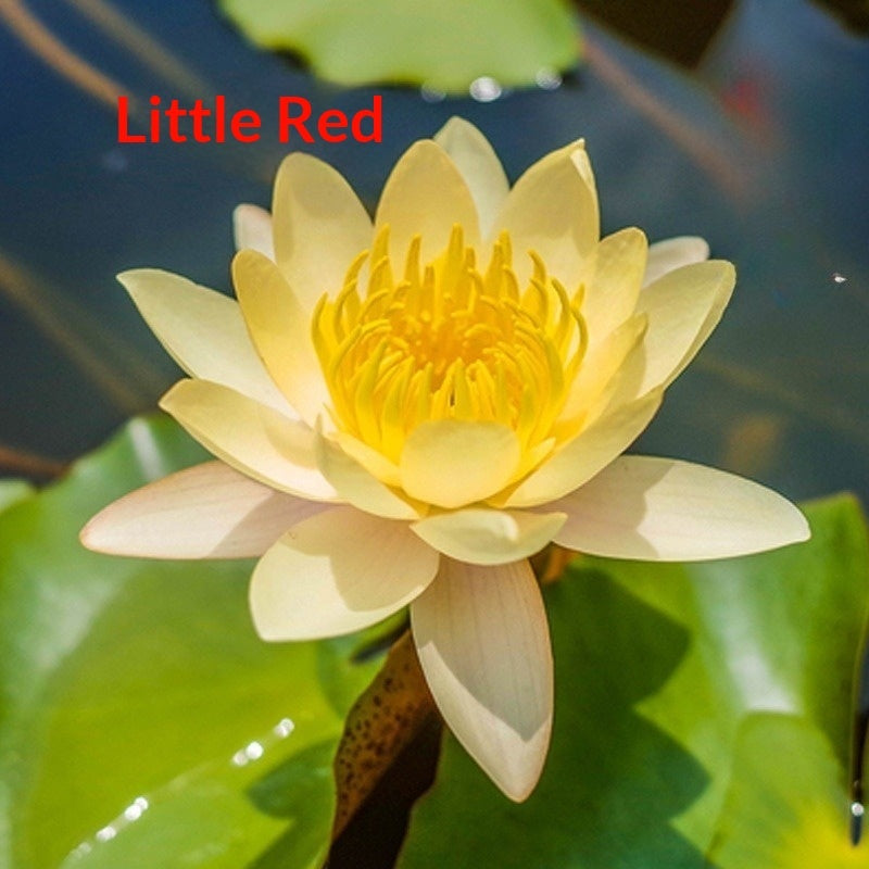 Four Seasons Blooming Hydroponic Water Lily Lotus Seeds