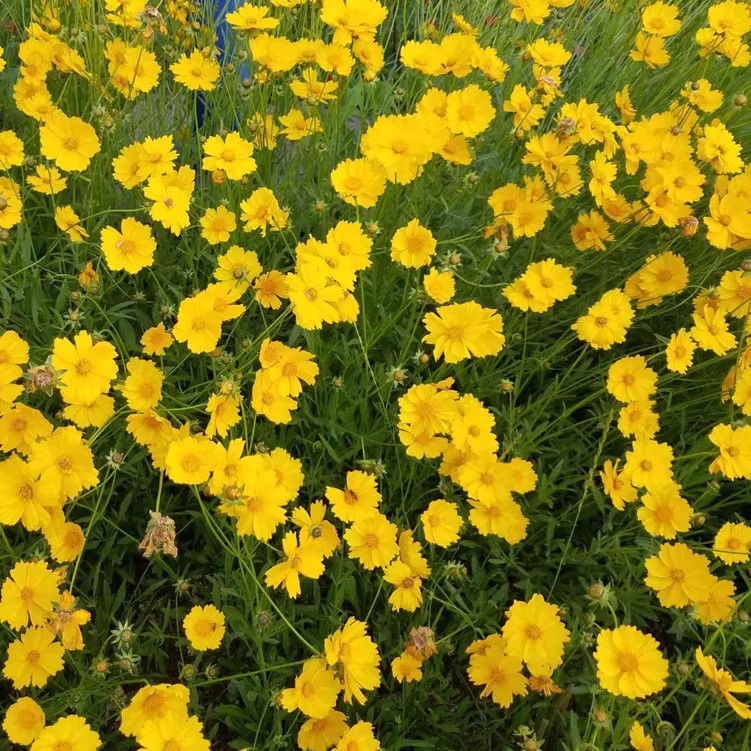 Baby's Breath, Sunflower, Cosmos, Daisy Four-season Seeds