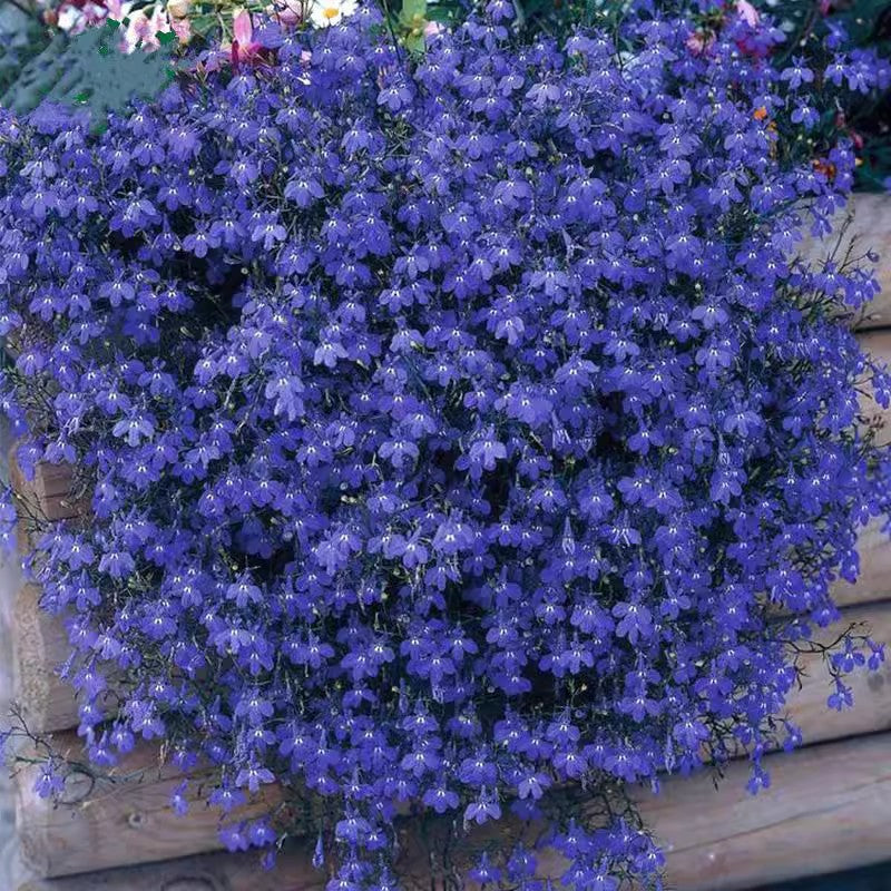 Baby's Breath, Sunflower, Cosmos, Daisy Four-season Seeds