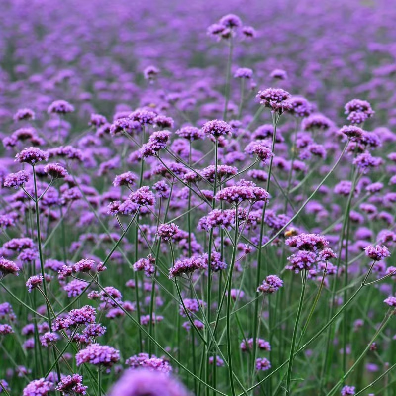 Baby's Breath, Sunflower, Cosmos, Daisy Four-season Seeds